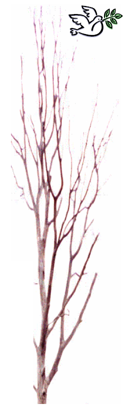 OliveBranch